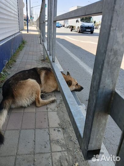 Собака похожа на овчарку брошена на остановке
