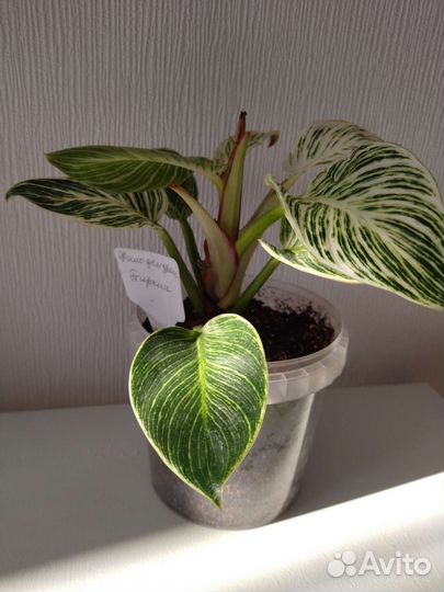 Филодендрон биркин