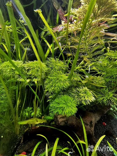 Растения для аквариума