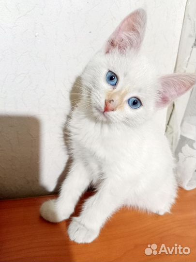 Котенок мальчик