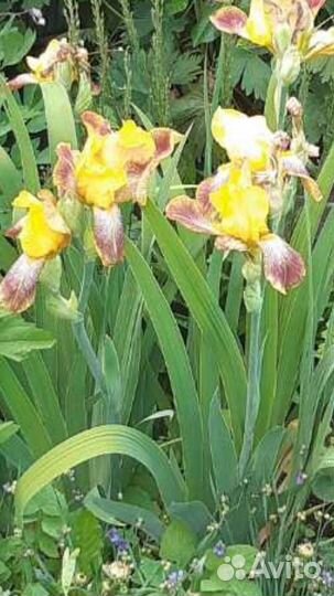 Многолетние цветы