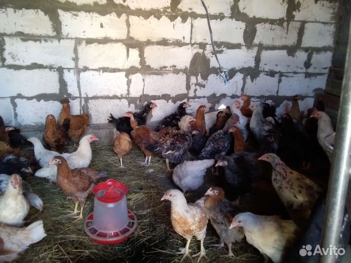 Куры молодки домашние и петухи