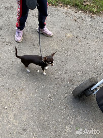 Продам чихуахуа мини