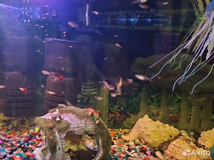 Мальки Гуппи