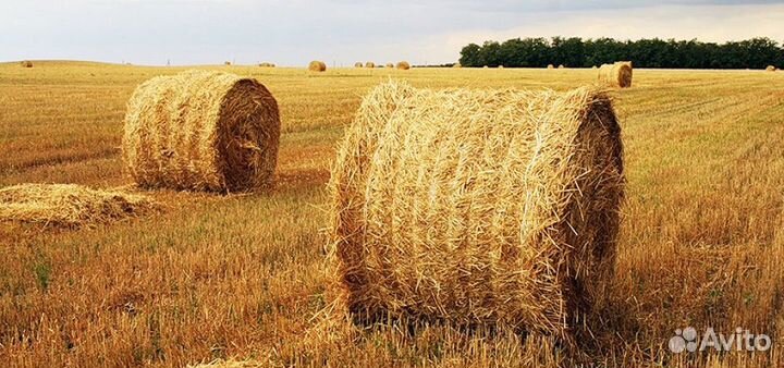 Солома пшеничная в тюках