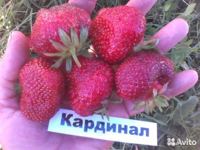 Рассада клубники в стаканчиках. Сорта разные