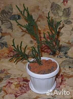 Кактусы и суккуленты