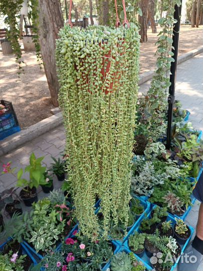 Крестовник Роули и Геррейна Крым