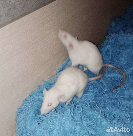 Крысы дамбо девочки