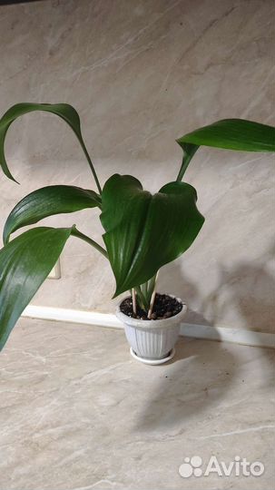 Комнатные растения