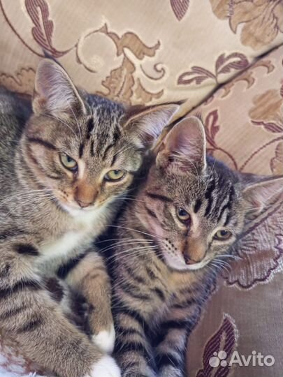 Кошка в дар