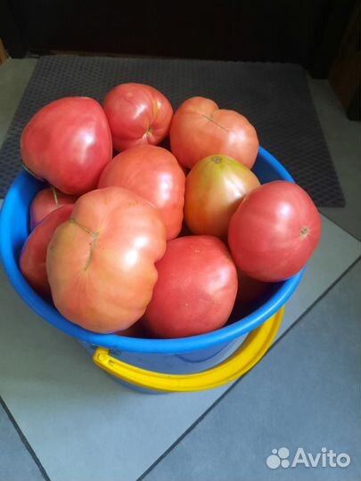 Продам помидоры