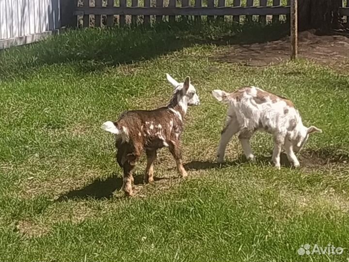Продам козлят