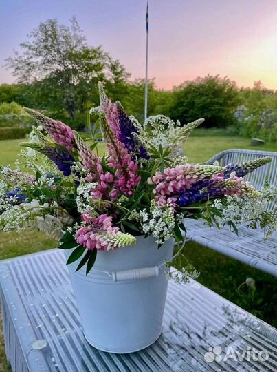 Корни и цветы люпинов