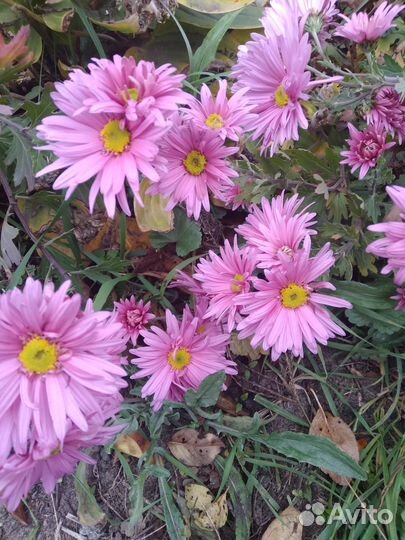 Хризантема