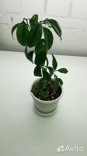 Дерево турецкого мандарина