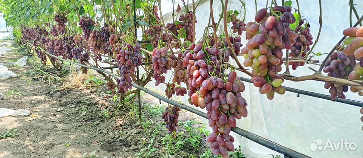 Дозревает виноград