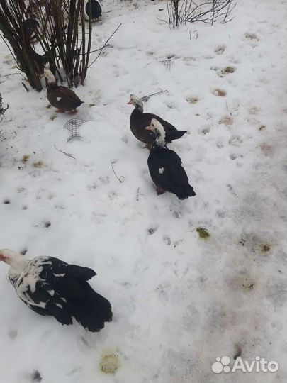 Индоутки большие