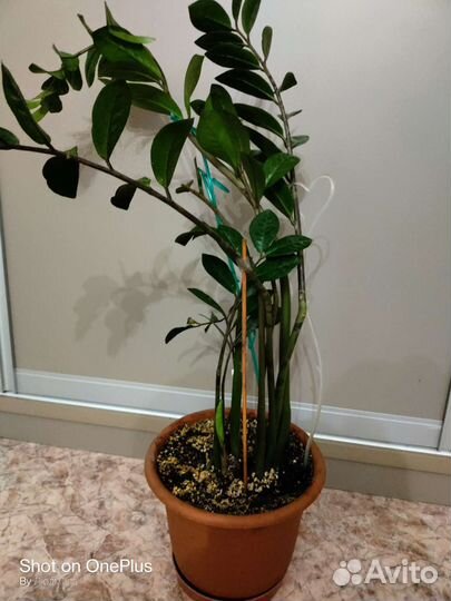 Замиокулькас