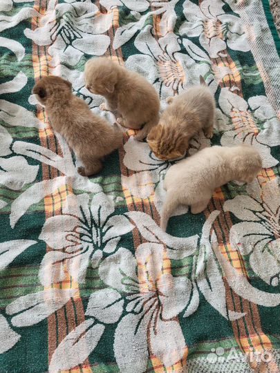 Британские вислоухие котята