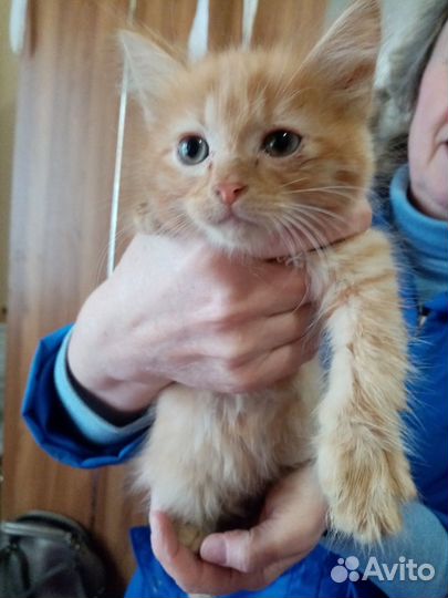 Отдам в добрые руки