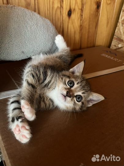 Котенок в дар бесплатно