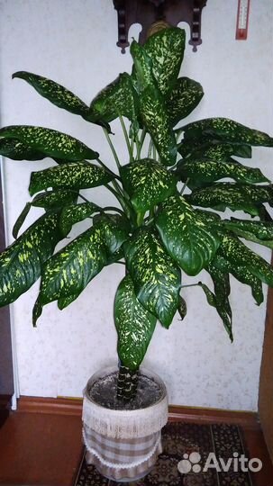 Диффенбахия