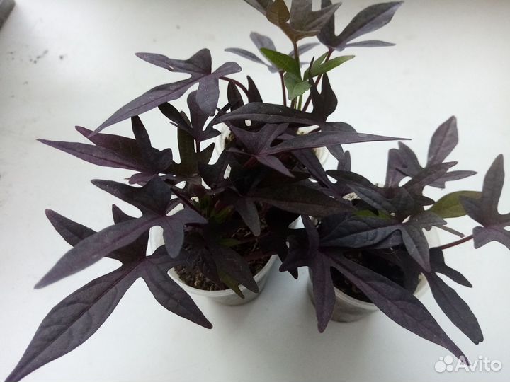 Ипомея батат