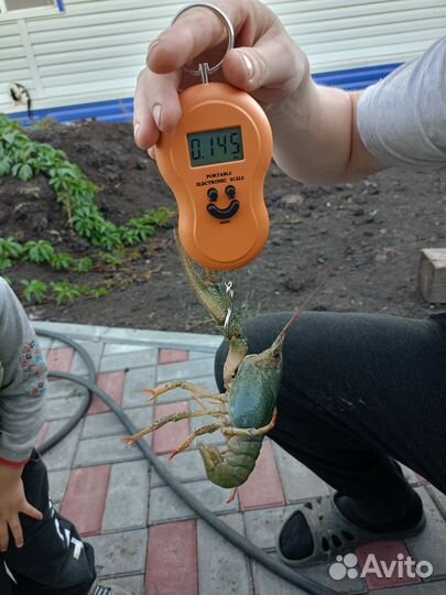 Живые раки оптом