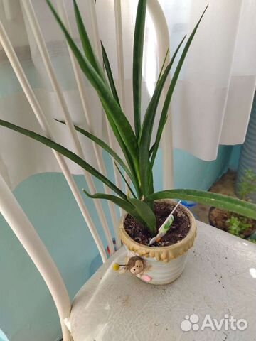 Шефлера,сансевьера