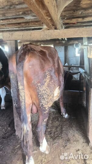 Быки на племя