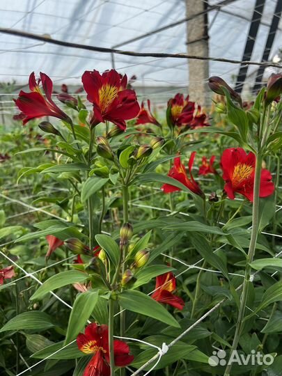 Цветы альстромерии