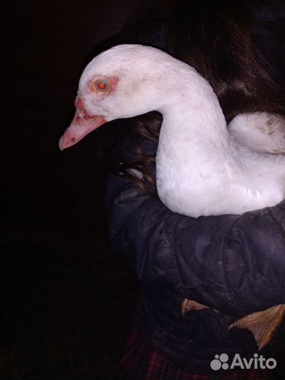 Продам индоуток