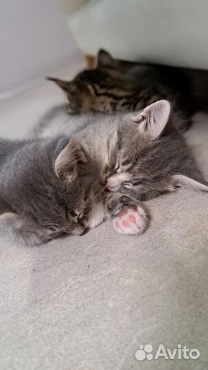 Красивые котята от умной кошки