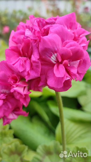 Пеларгония герань Lara Delight