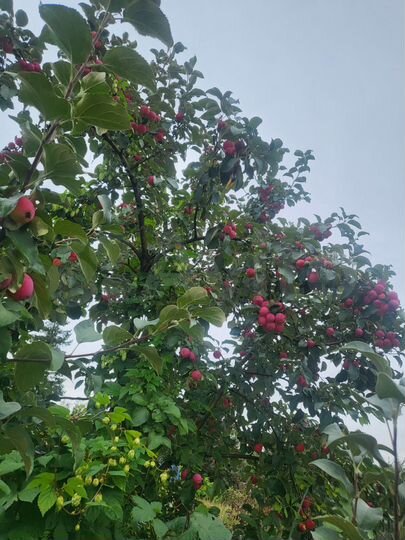 Участок 5 сот. (СНТ, ДНП)