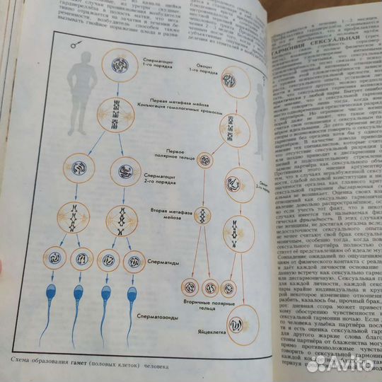 Сексология. Энциклопедия. 1995 г