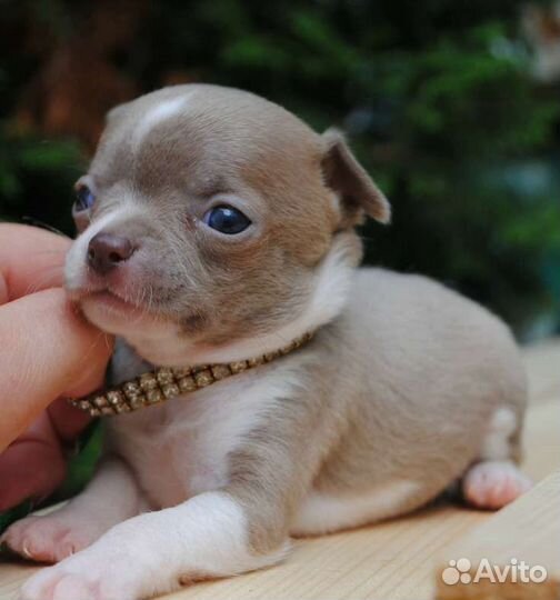 Чихуахуа девчонки и мальчишки