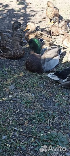 Утка кряква подсадная для охоты