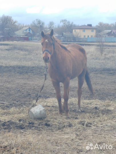 Арабские лошади