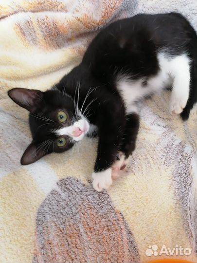 Котенок. 2.5 мес
