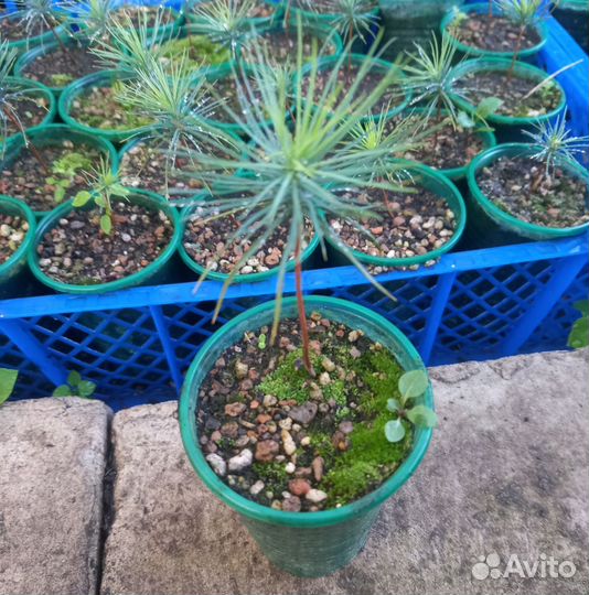 Сосна веймутова саженцы/сеянцы