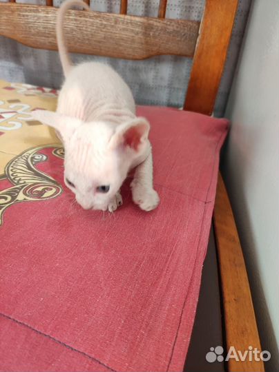 Донской сфинкс