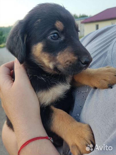 Щенок девочка в добрые руки