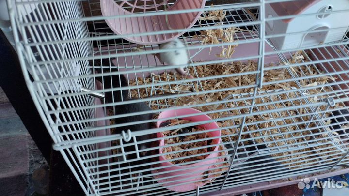 Крысята дамбо