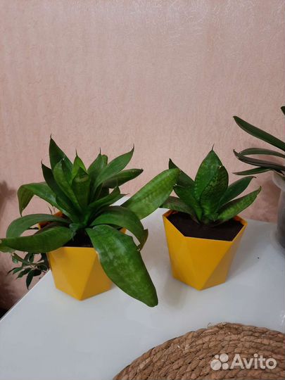 Сансевиерия