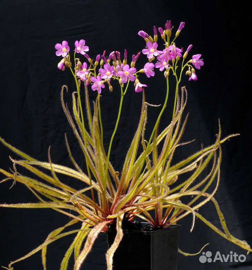 Drosera dionaea nepenthes семена