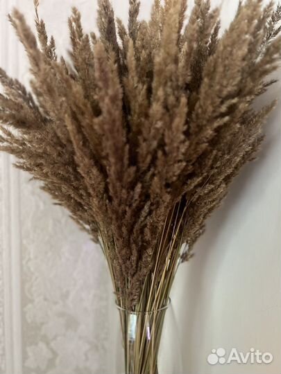 Букет из сухоцветов сухоцвет