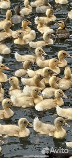 Утята голубой фаворит