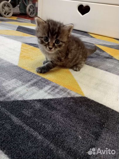 Кошка в дар